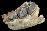 Running Rhino (Hyracodon) Jaw Section - South Dakota #113608-3